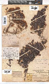 Erica marifolia image