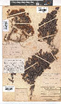 Erica marifolia image