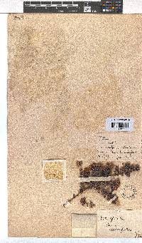 Erica marifolia image