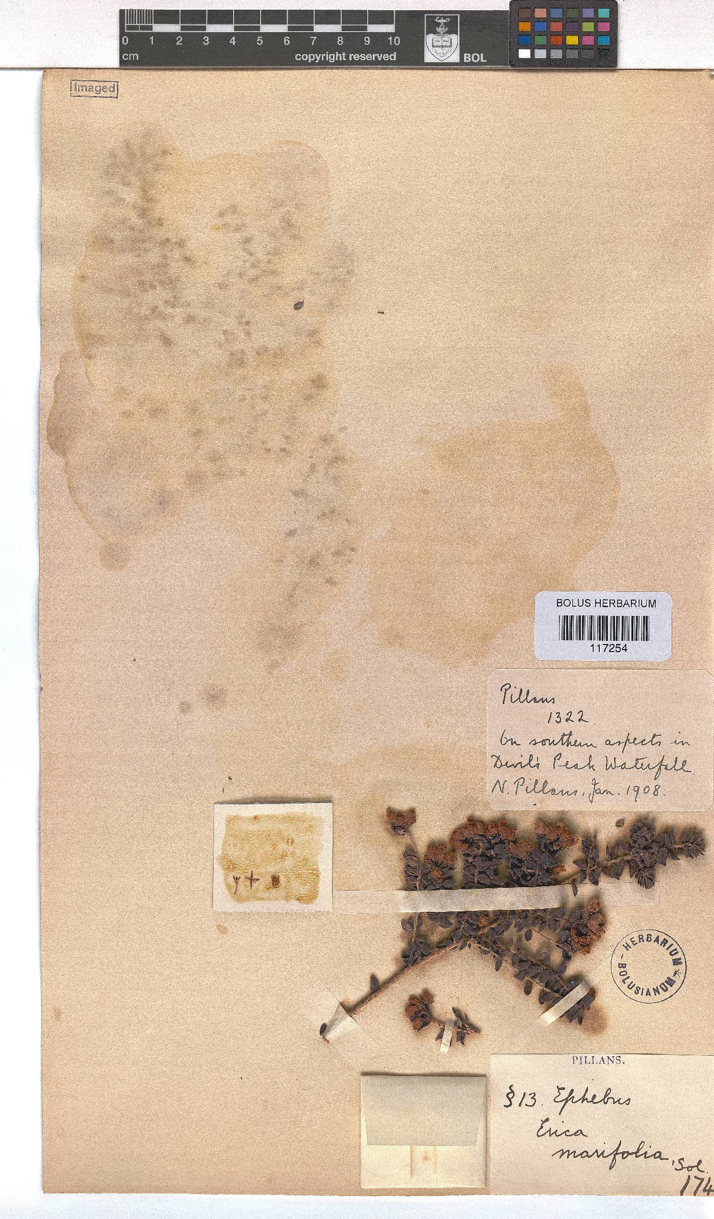 Erica marifolia image