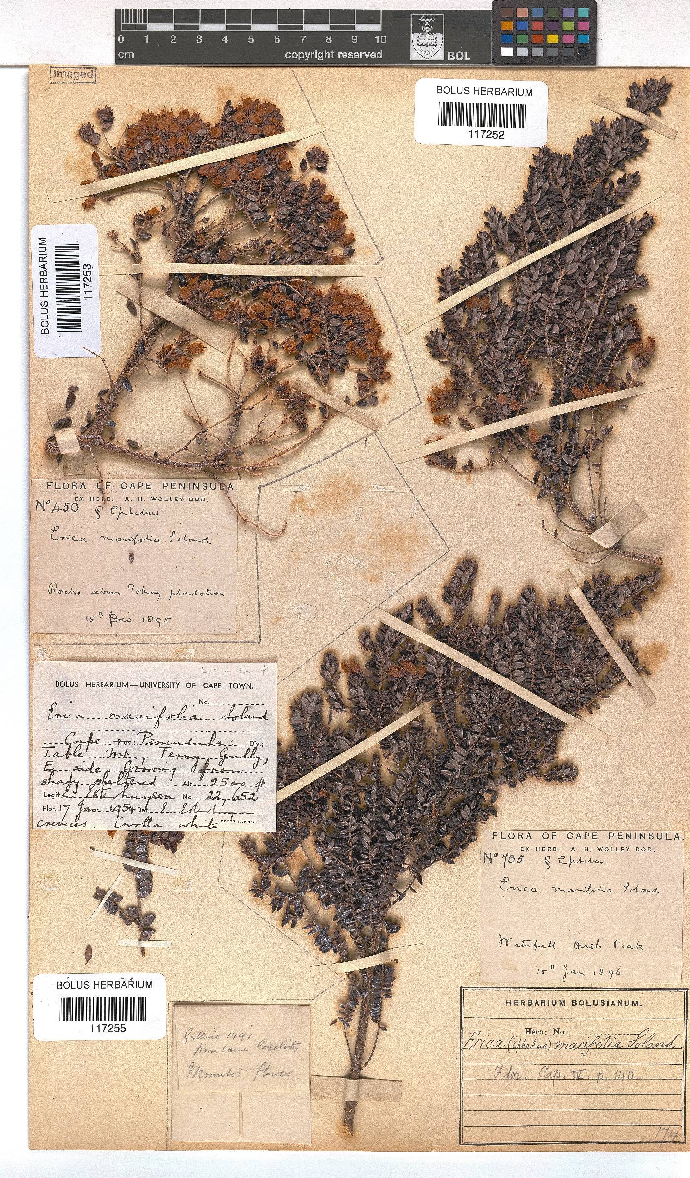 Erica marifolia image