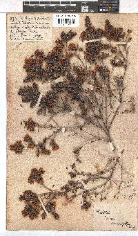 Erica marifolia image