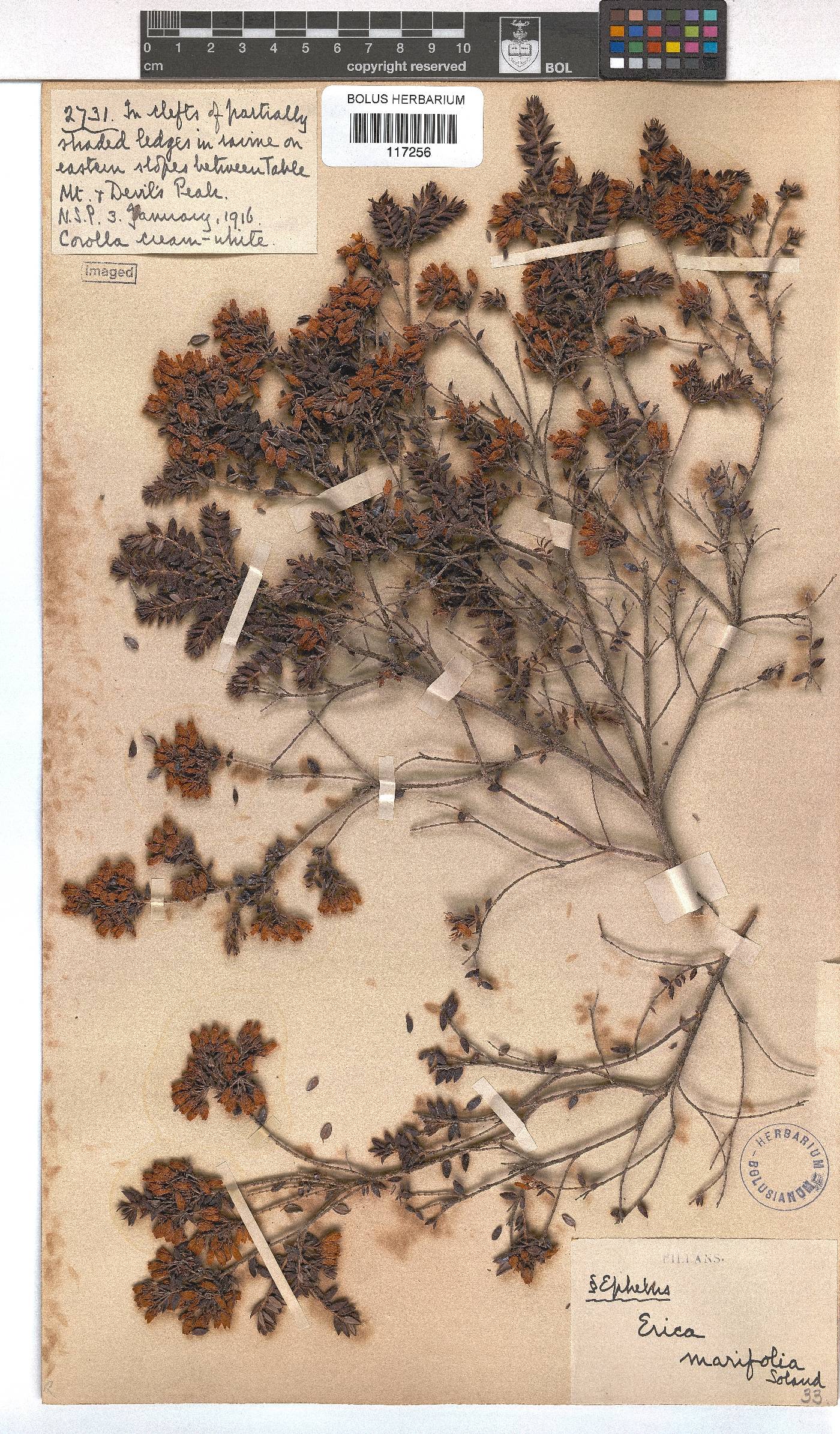 Erica marifolia image