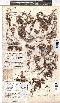 Erica marifolia image