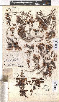 Erica marifolia image