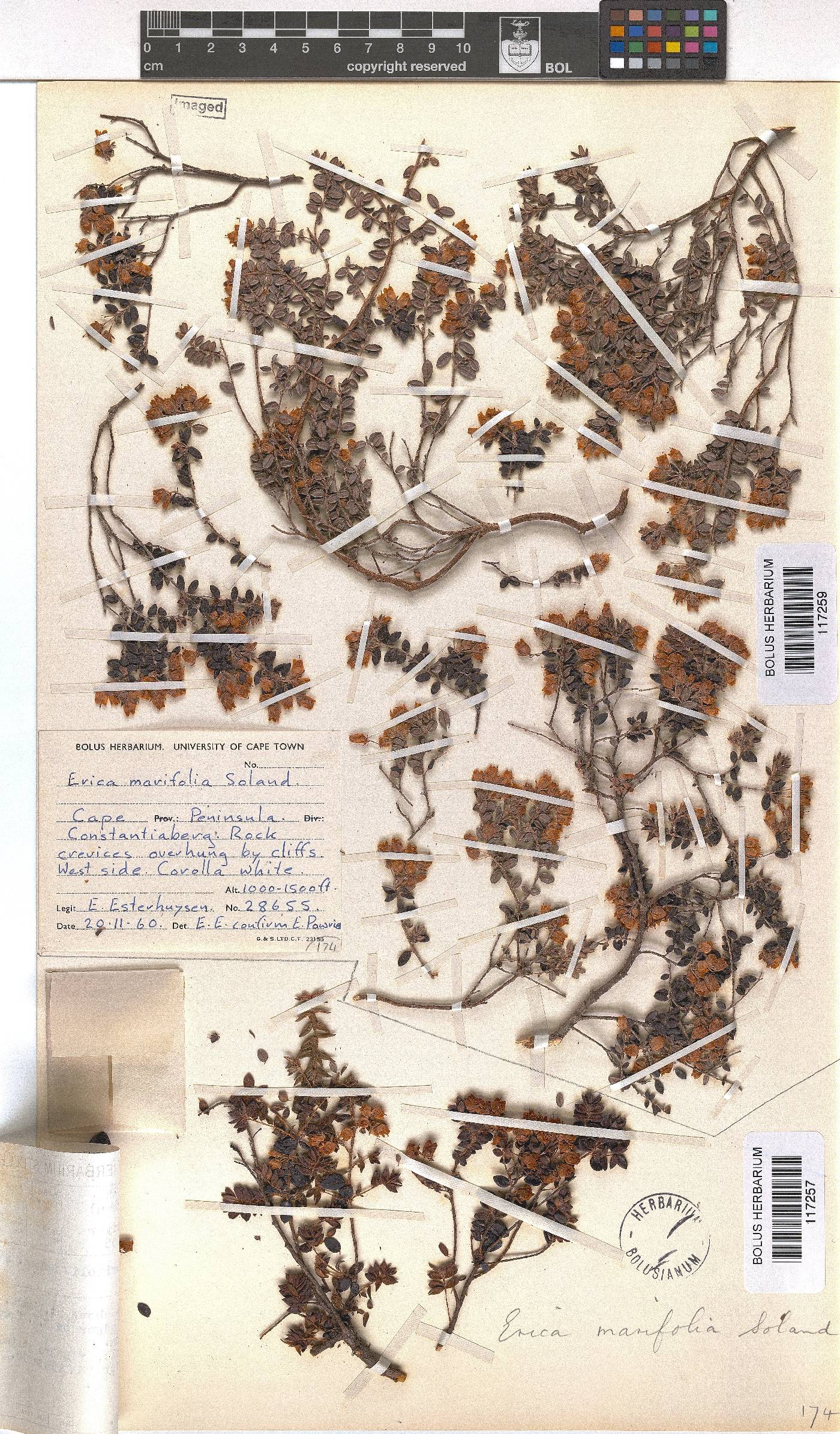 Erica marifolia image