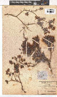 Erica marifolia image