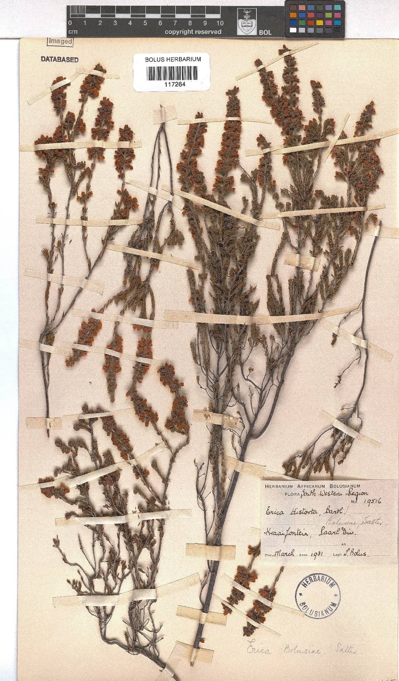 Erica bolusiae image