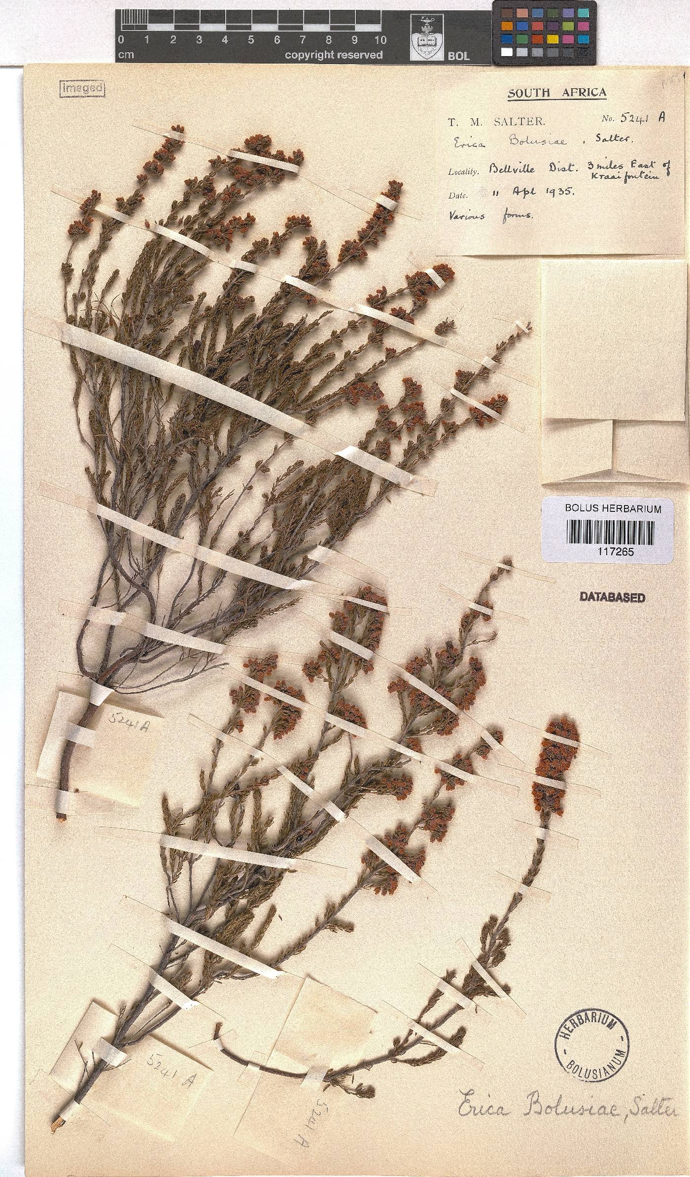 Erica bolusiae var. bolusiae image