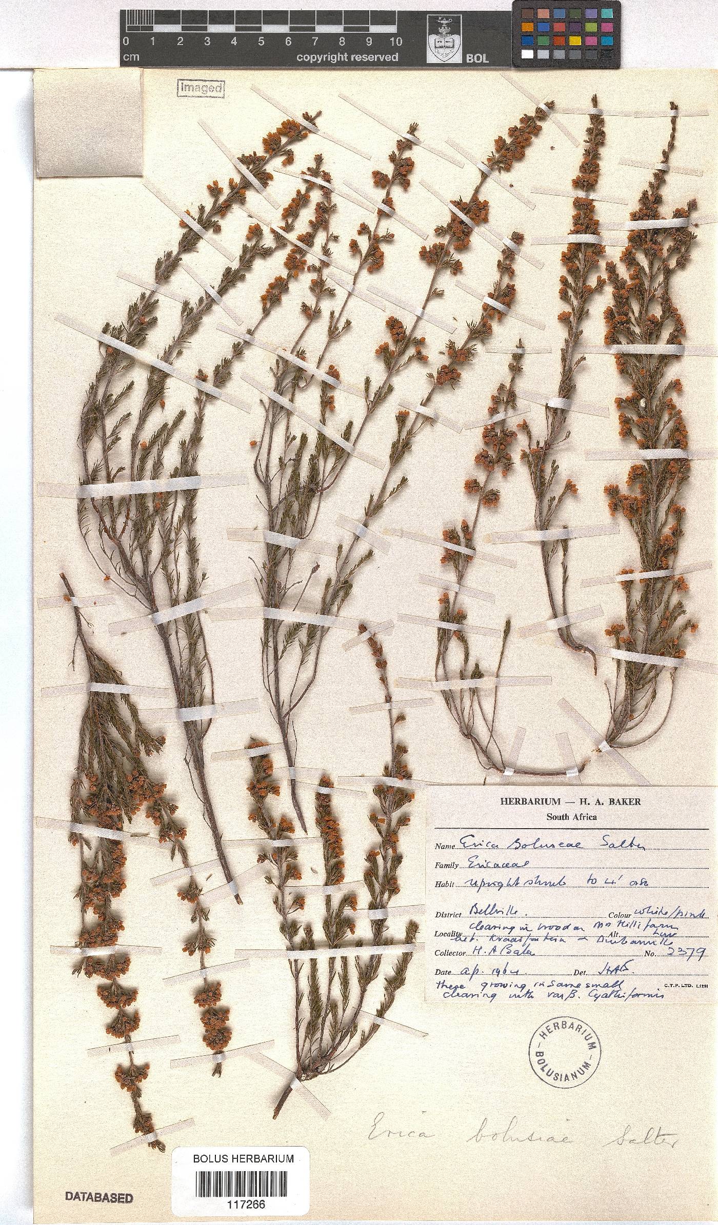 Erica bolusiae image