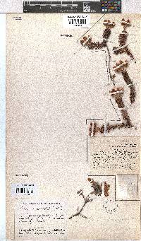 Erica calcareophila image