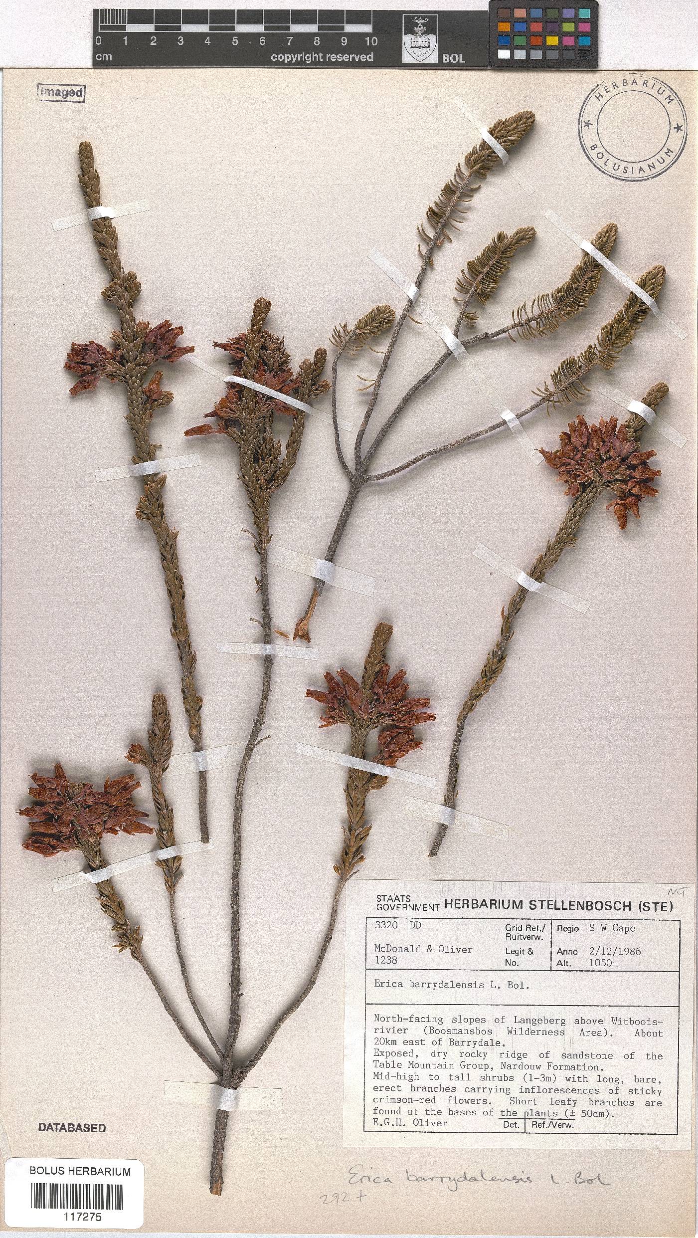 Erica barrydalensis image