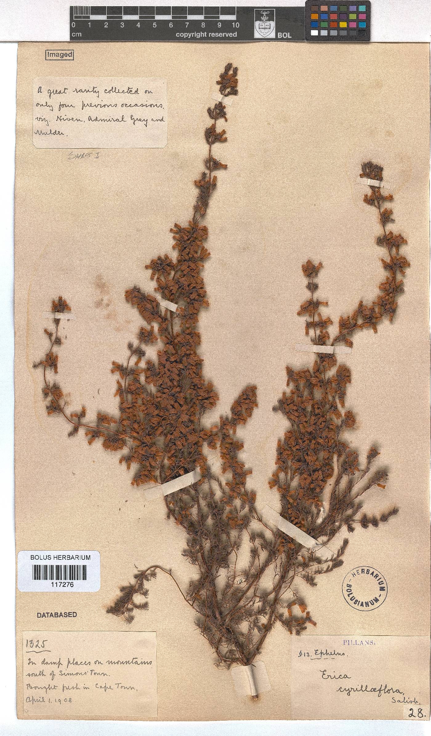 Erica cyrilliflora image