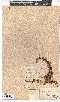 Erica cyrilliflora image