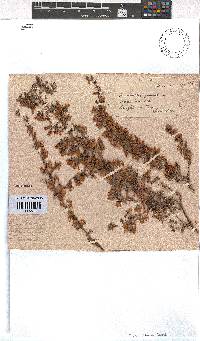 Erica cyrilliflora image