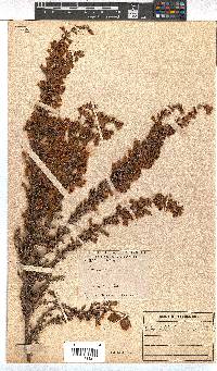 Erica pyramidalis image