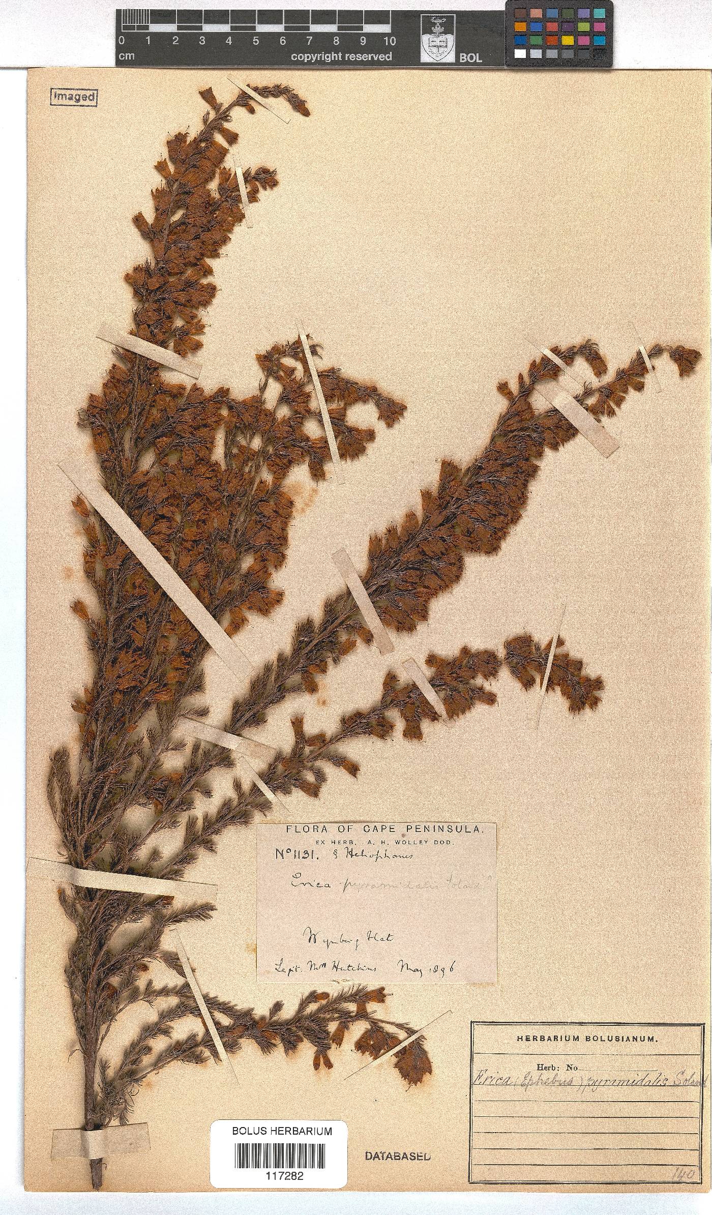 Erica pyramidalis image