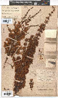 Erica pyramidalis image