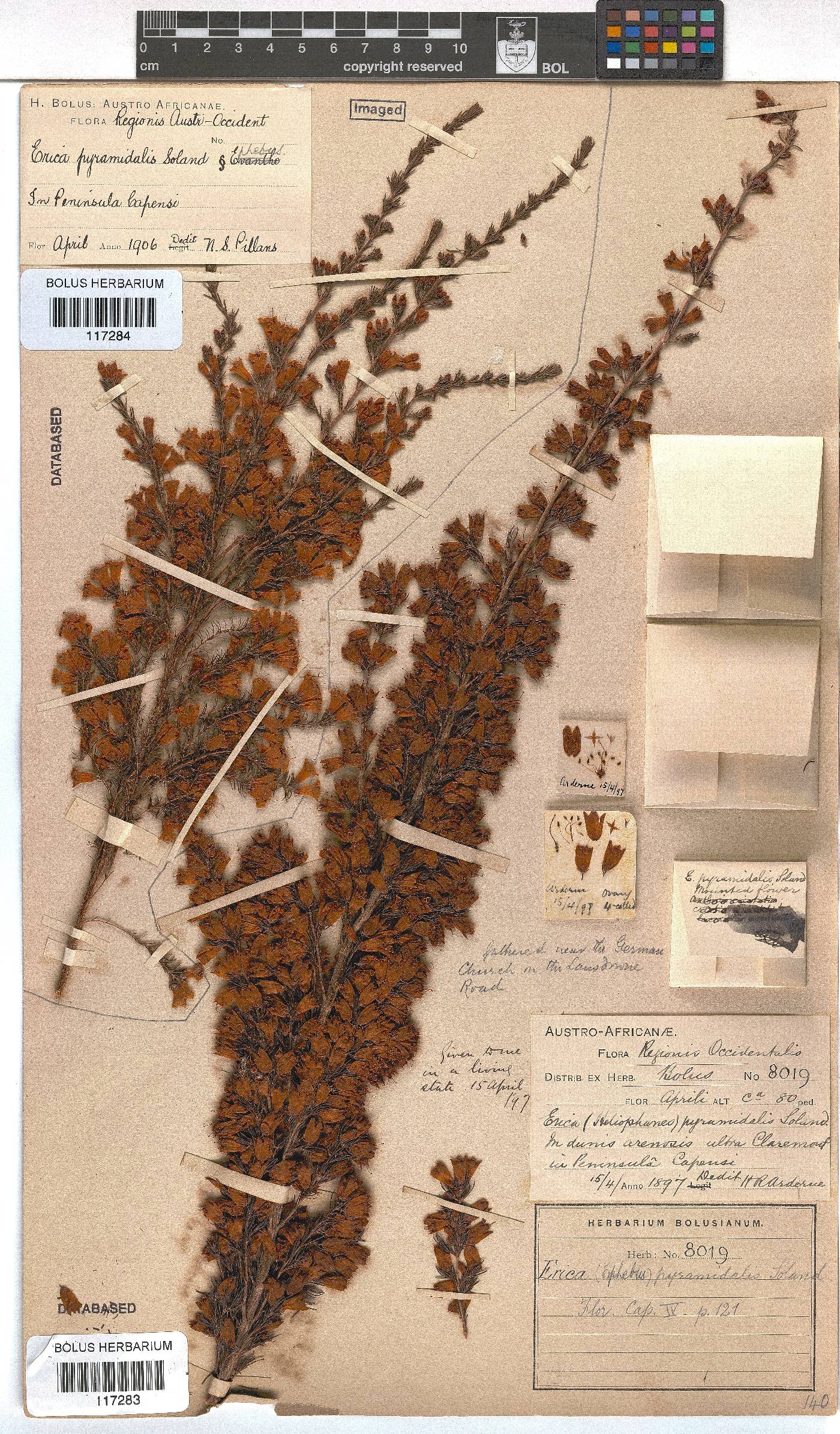 Erica pyramidalis image