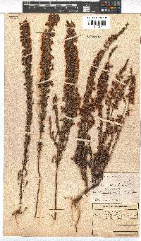 Erica chrysocodon image