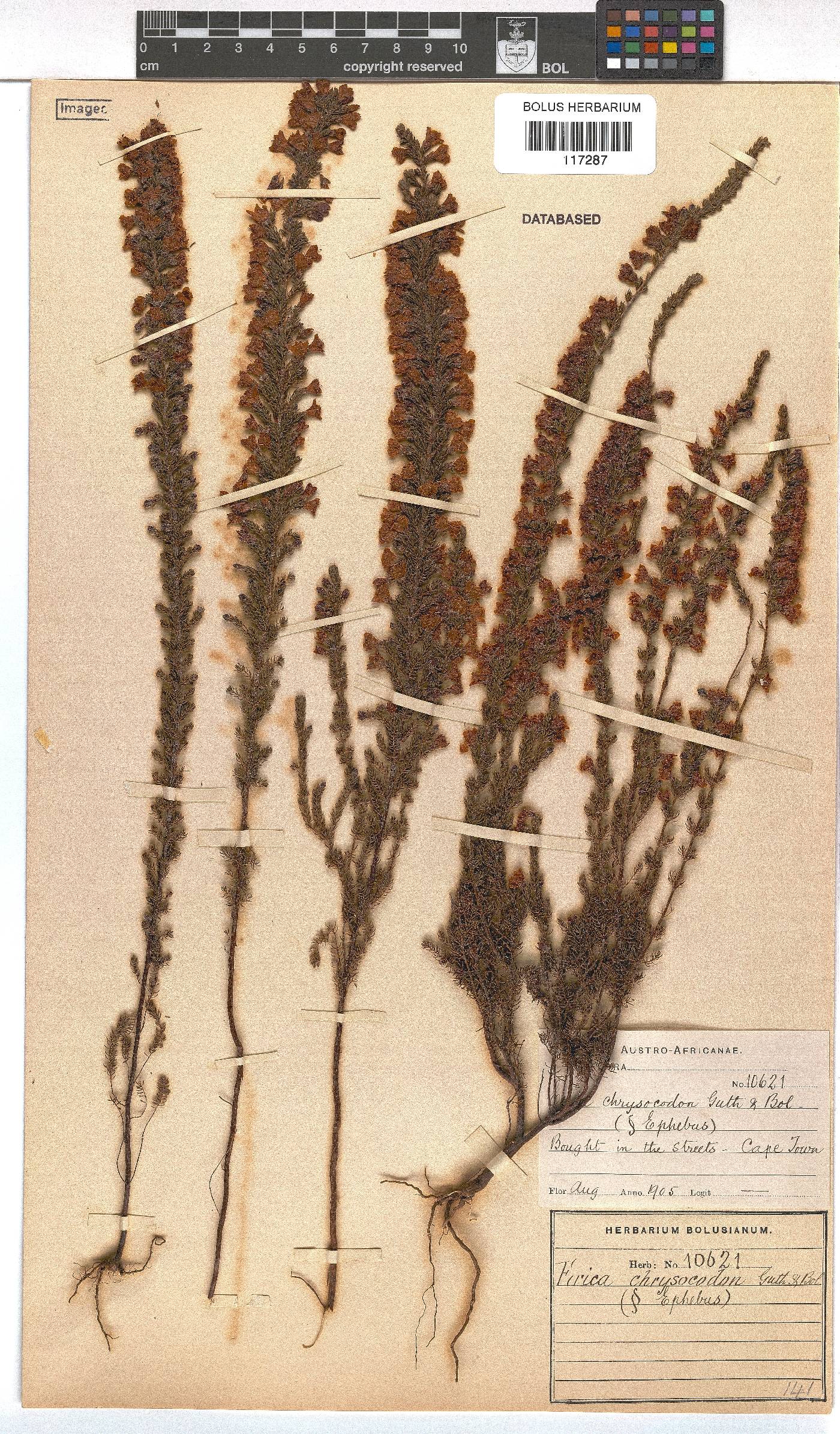 Erica chrysocodon image