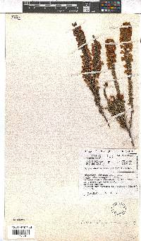 Erica chrysocodon image