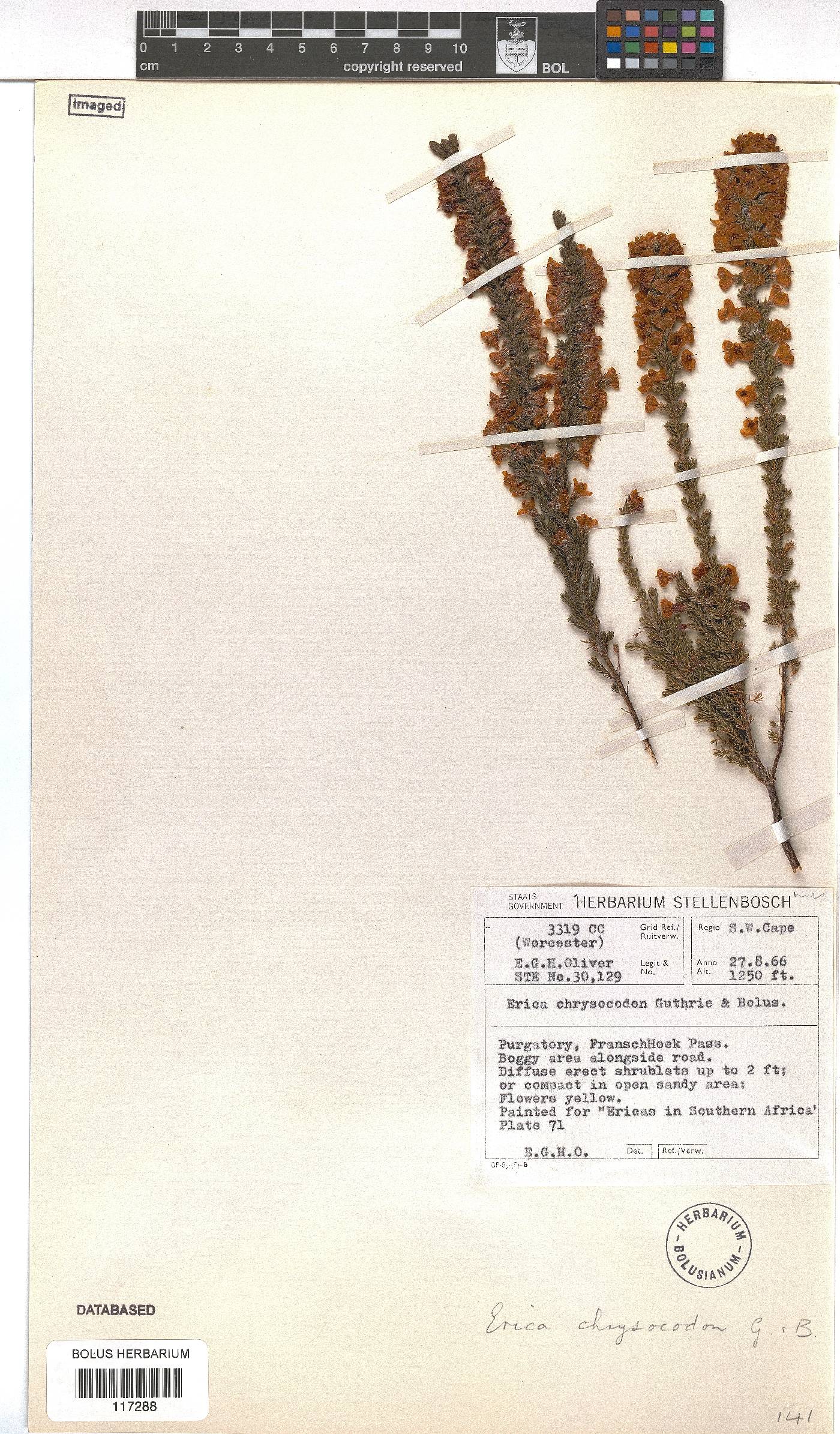 Erica chrysocodon image