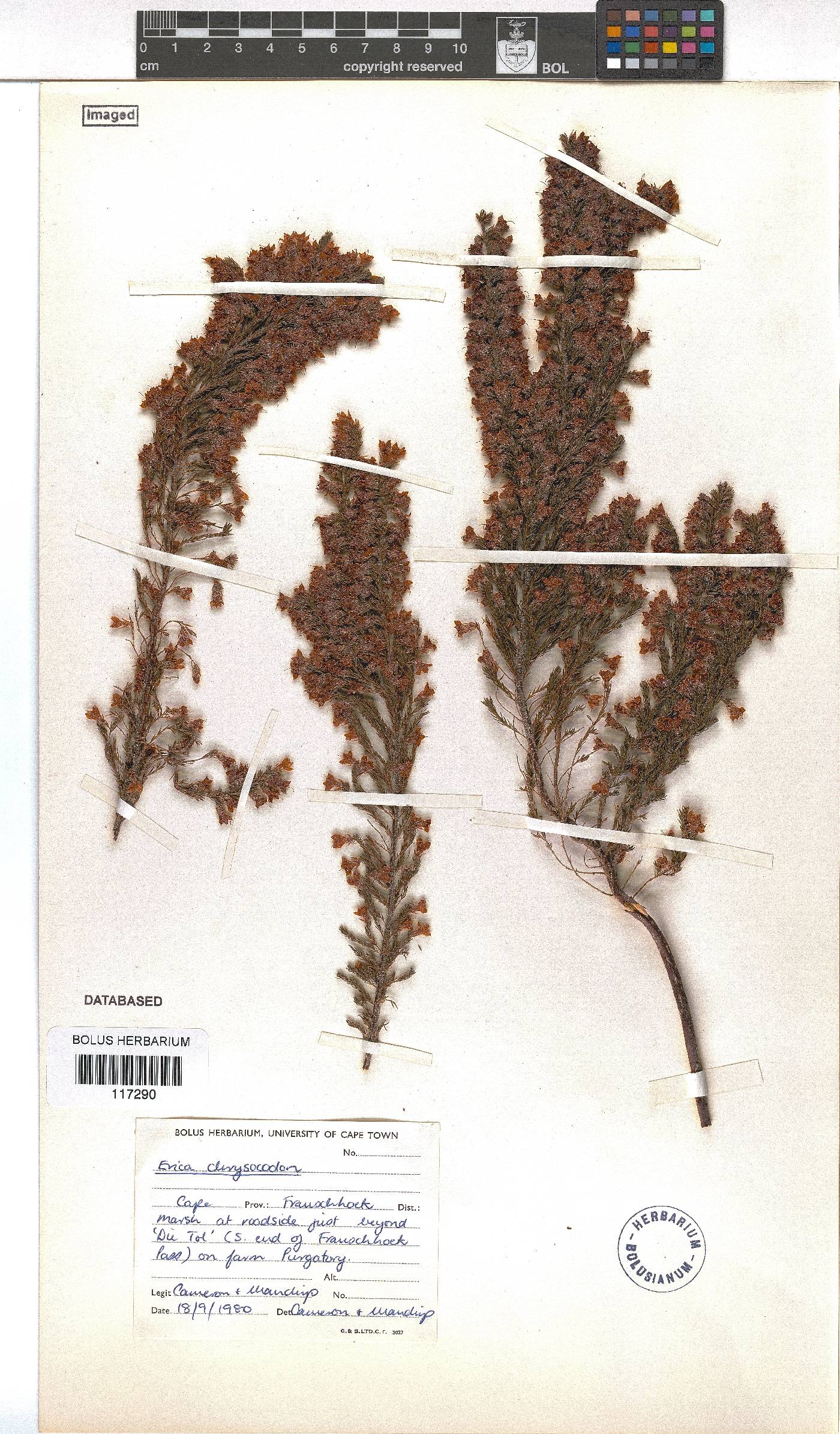 Erica chrysocodon image