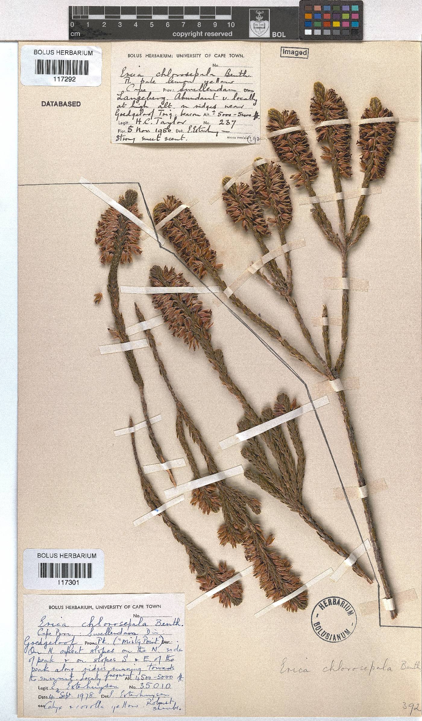 Erica chlorosepala image