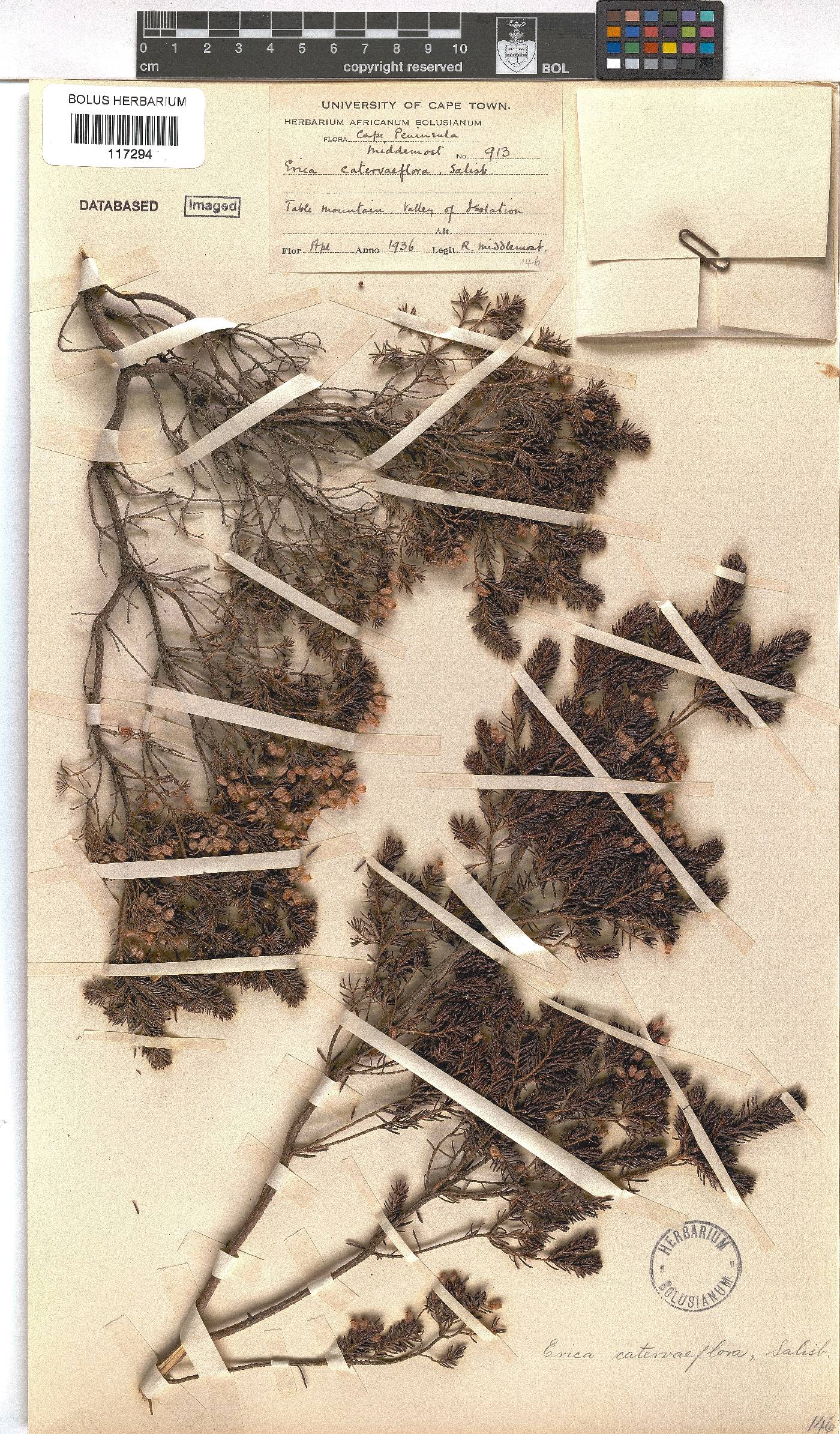 Erica caterviflora image