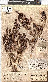 Erica caterviflora var. caterviflora image