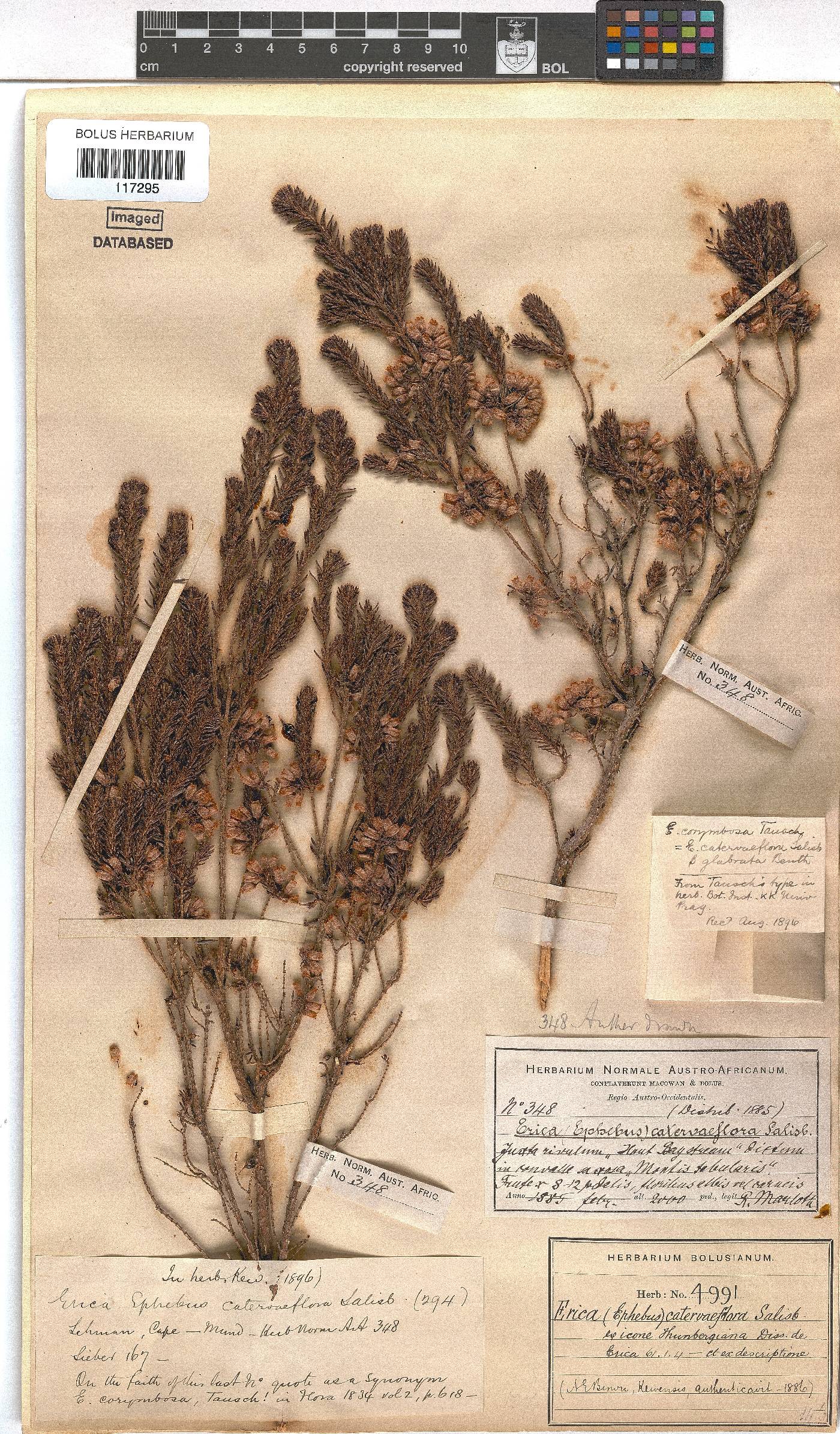 Erica caterviflora var. caterviflora image