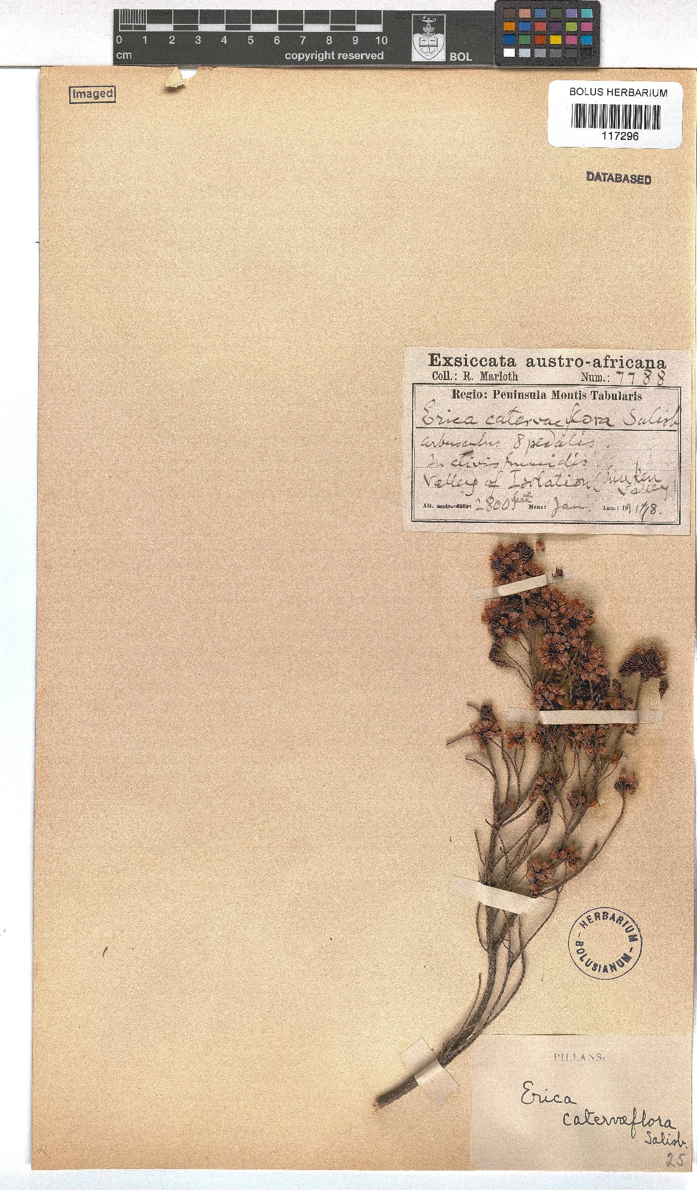 Erica caterviflora image