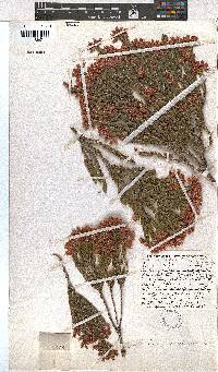 Erica caledonica image