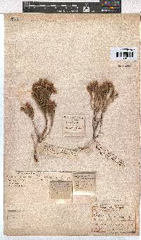 Erica caledonica image