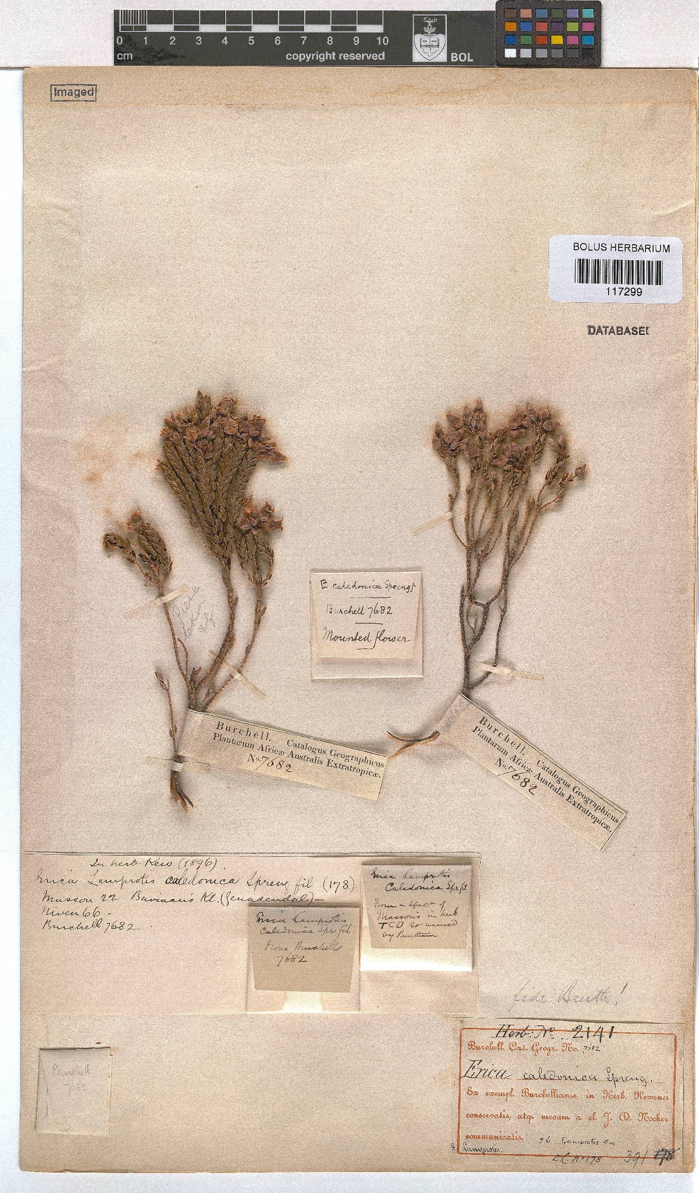 Erica caledonica image