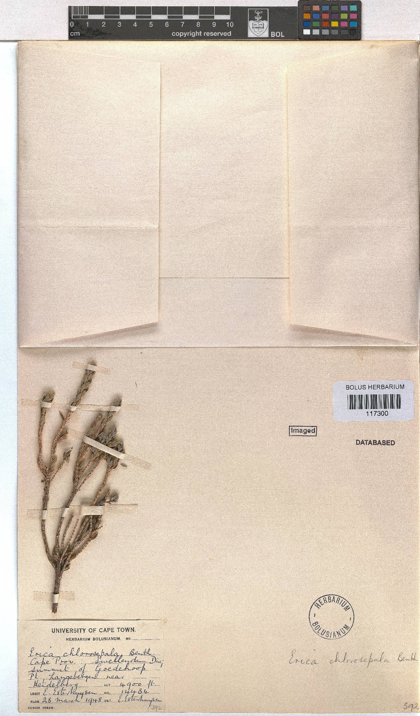 Erica chlorosepala image