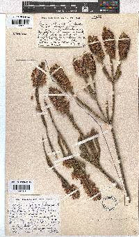 Erica chlorosepala image