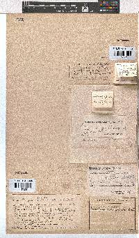 Erica chlorosepala image