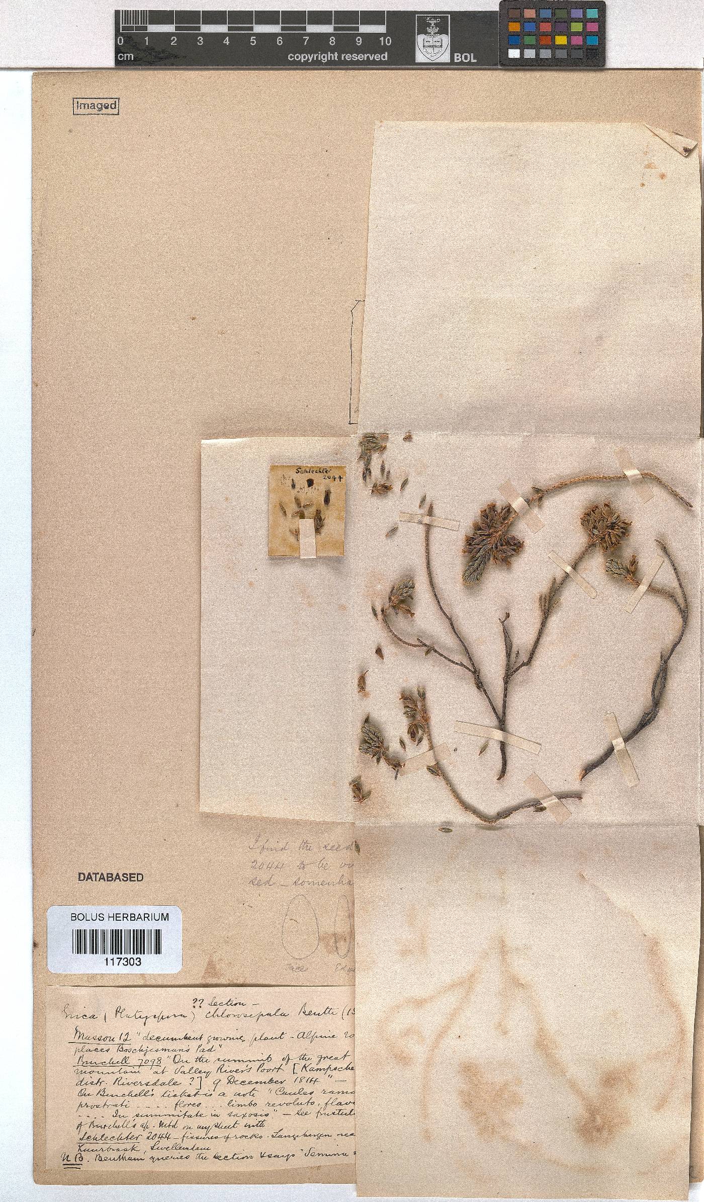 Erica chlorosepala image