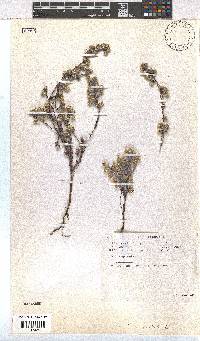 Erica capitata image