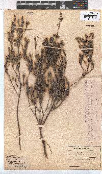 Erica capitata image