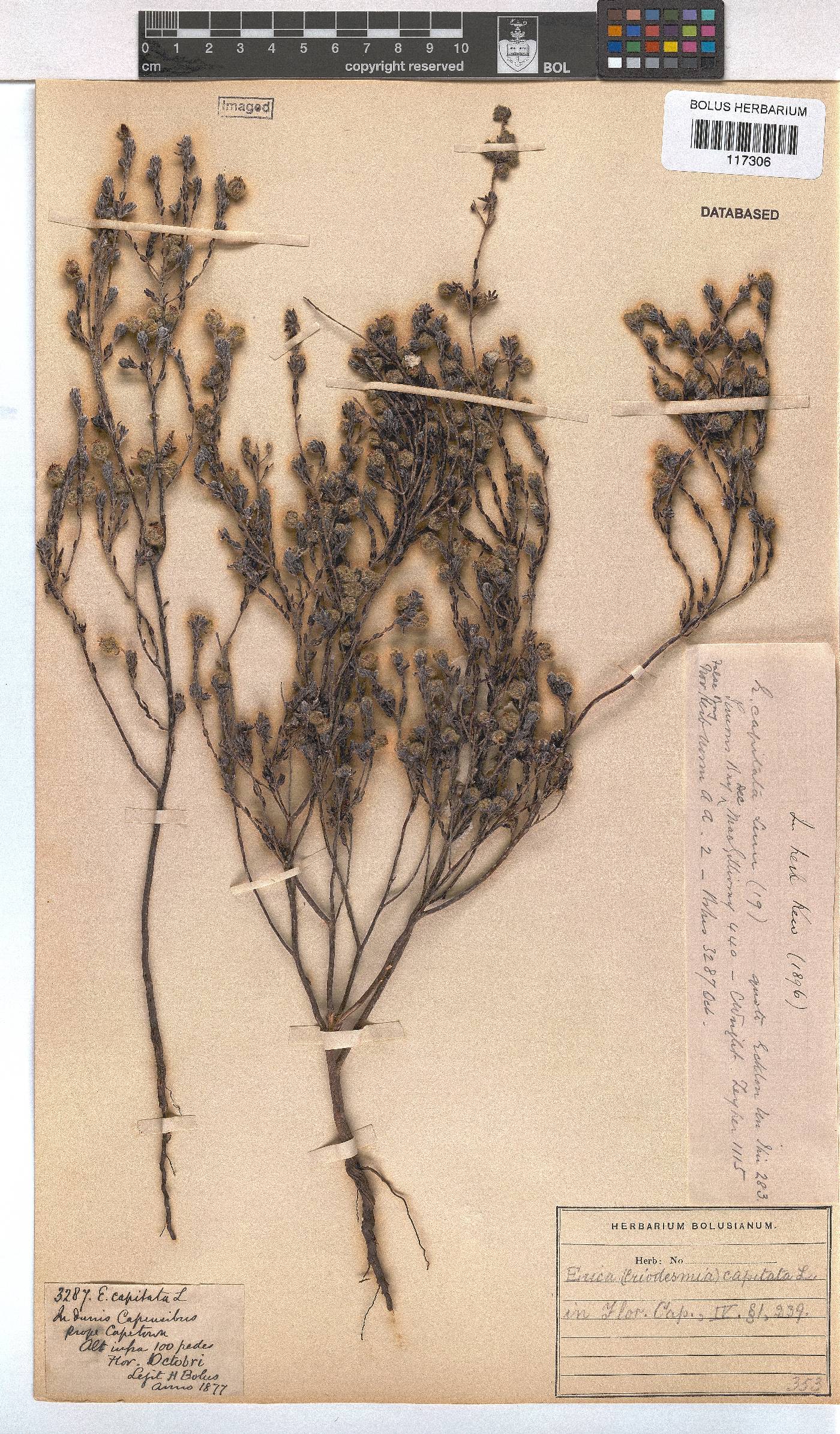 Erica capitata image
