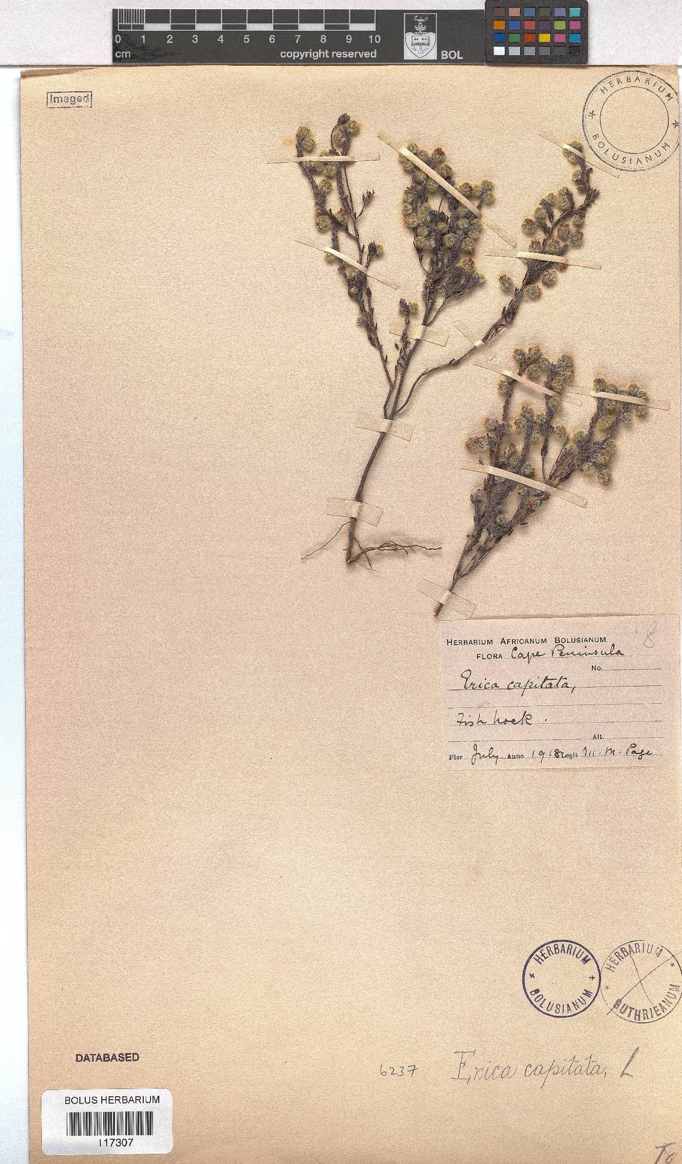 Erica capitata image