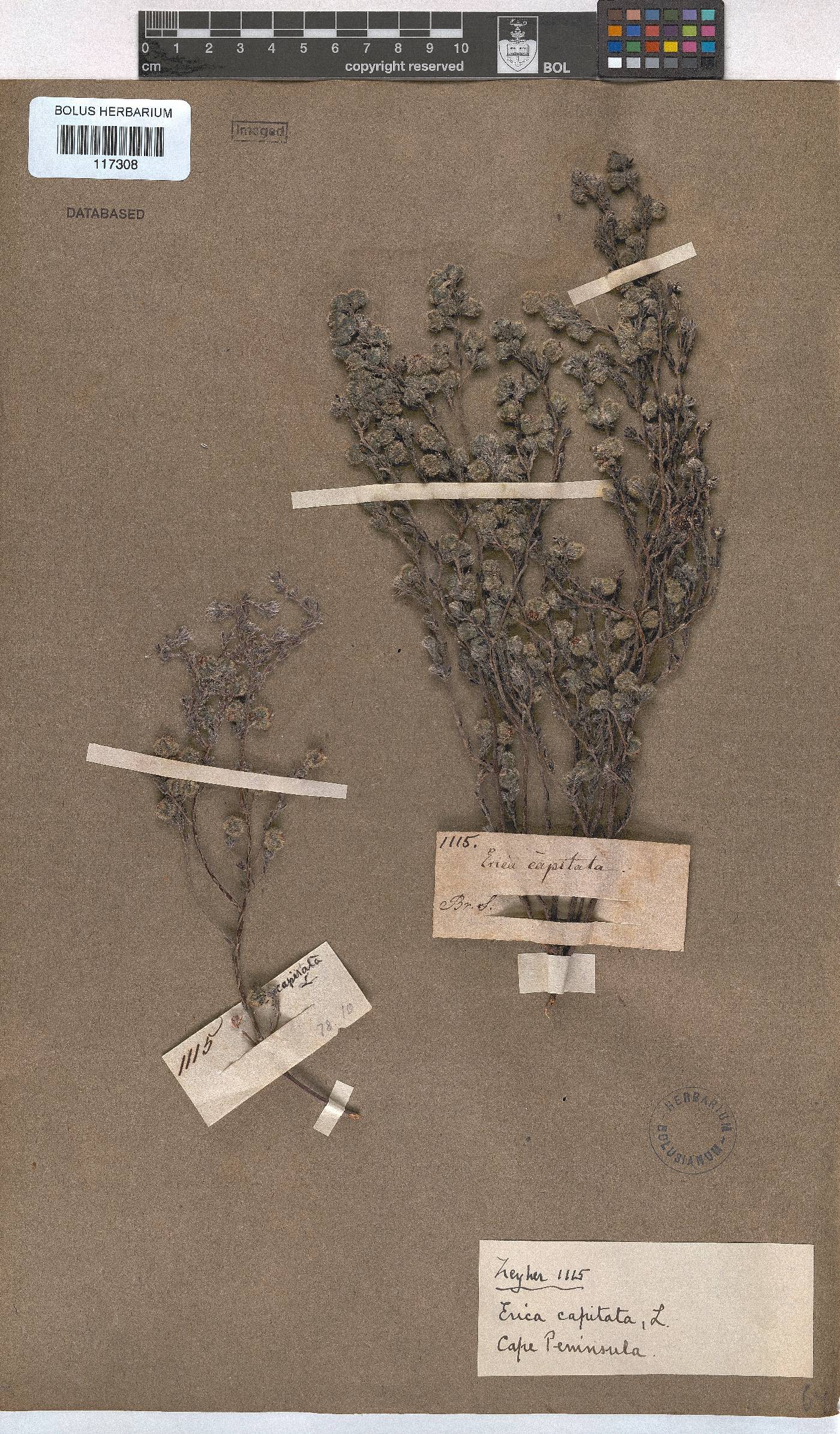 Erica capitata image