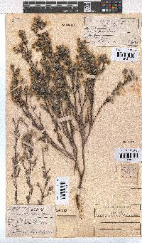 Erica capitata image