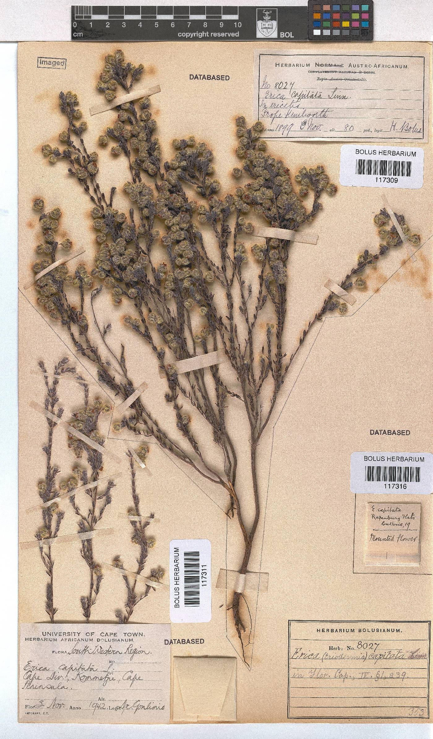 Erica capitata image