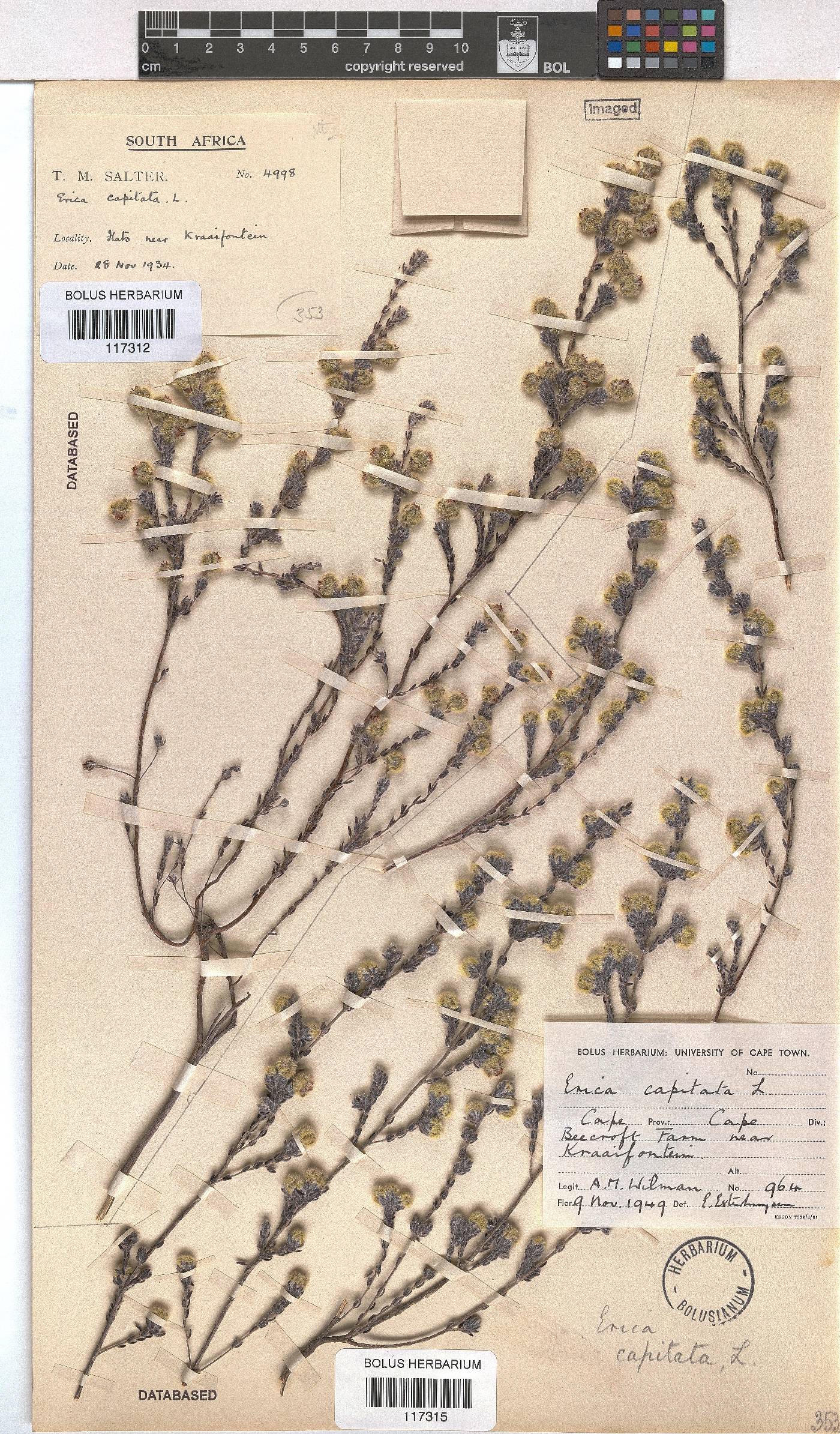 Erica capitata image