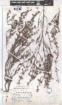 Erica capitata image