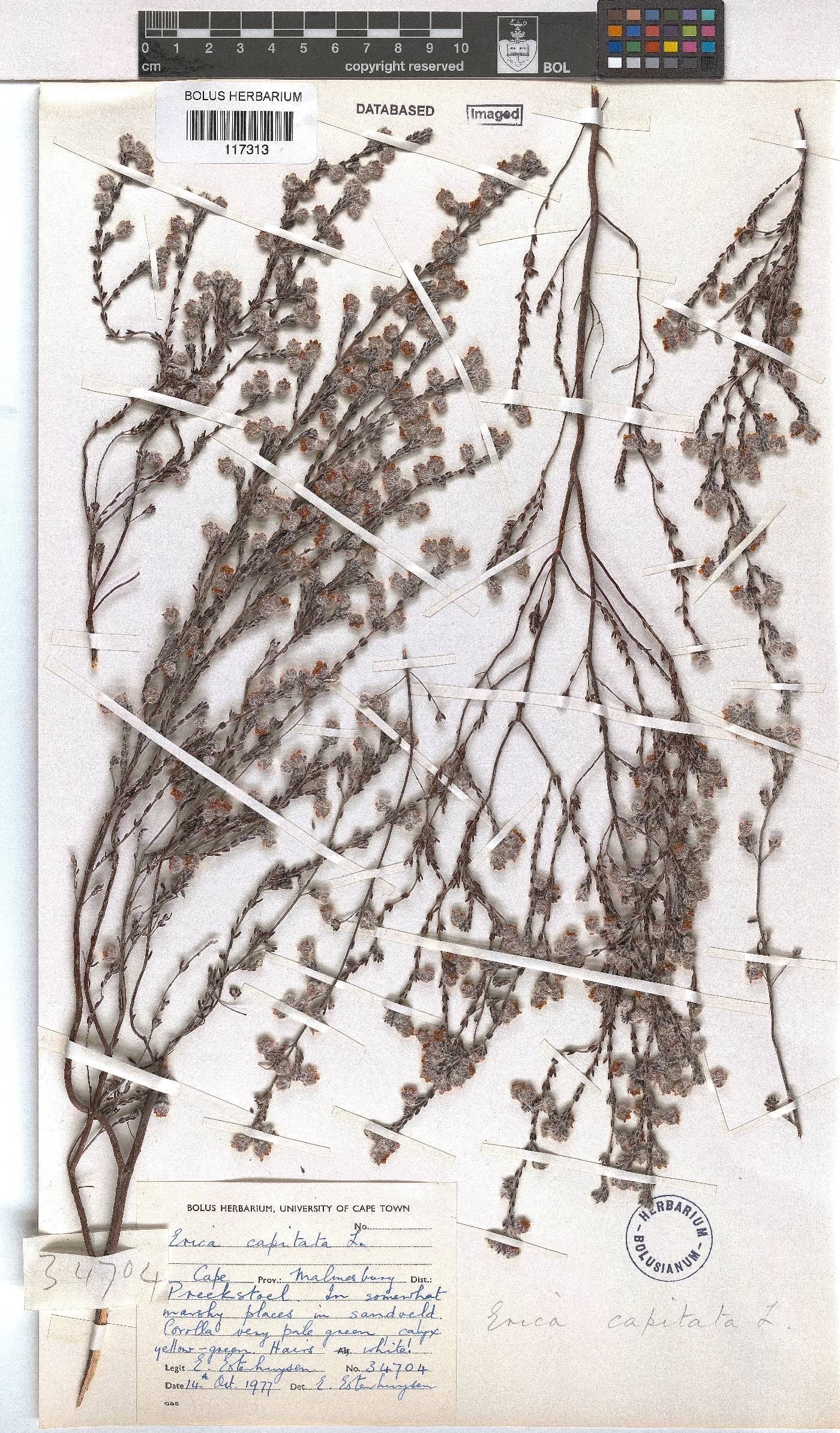 Erica capitata image